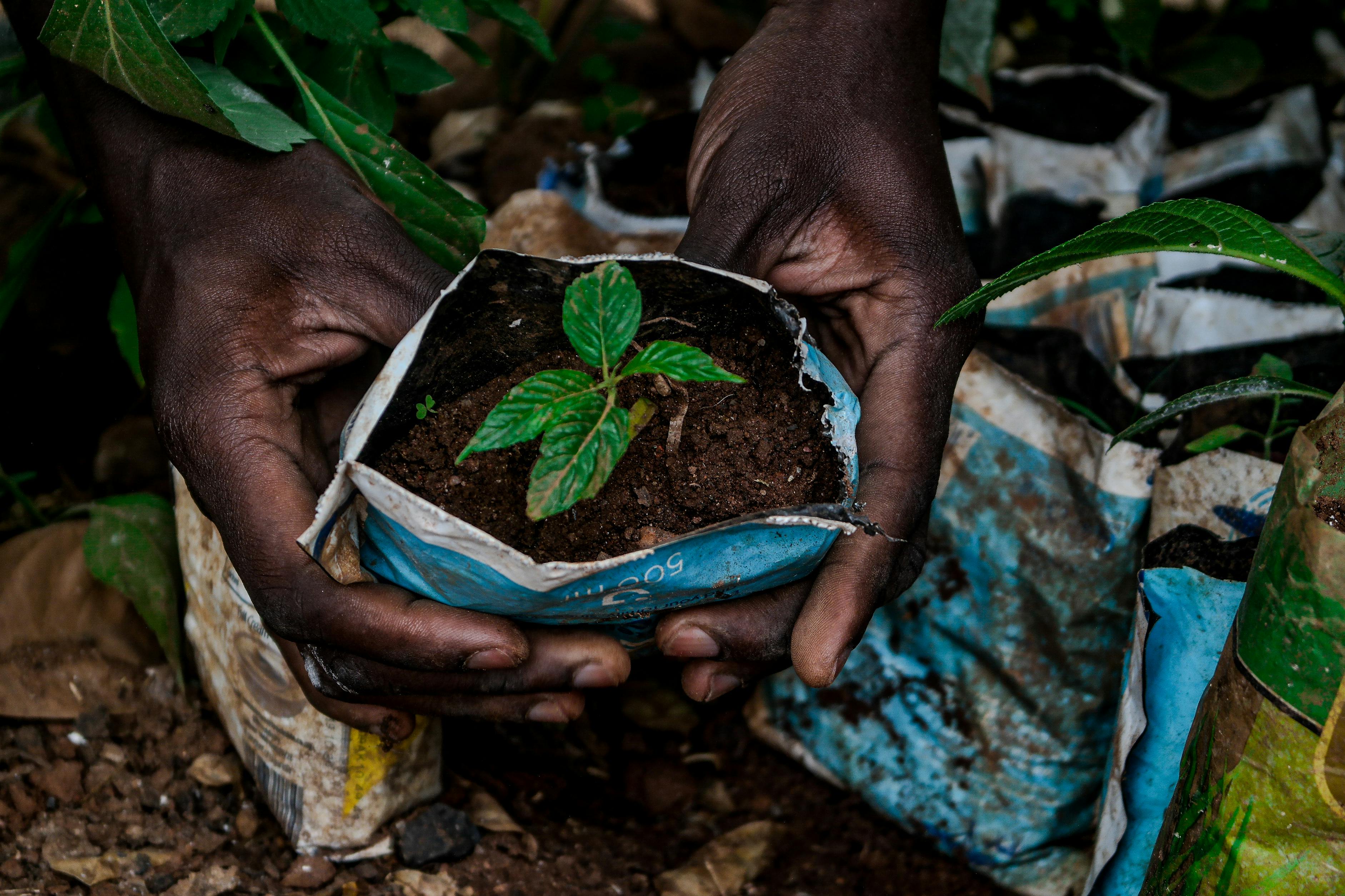 Tree Planting